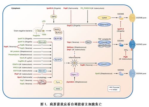 病原菌調(diào)控宿主細(xì)胞焦亡研究進(jìn)展綜述——微生物所劉翠華團(tuán)隊(duì)發(fā)表重要成果