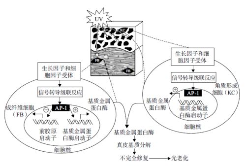 化妝品植物原料在防曬化妝品中的研究與開發(fā)