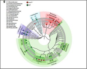 腸道微生物如何影響抗癌效果？《自然》子刊聯(lián)合四十余位科學(xué)家揭示關(guān)鍵機(jī)制
