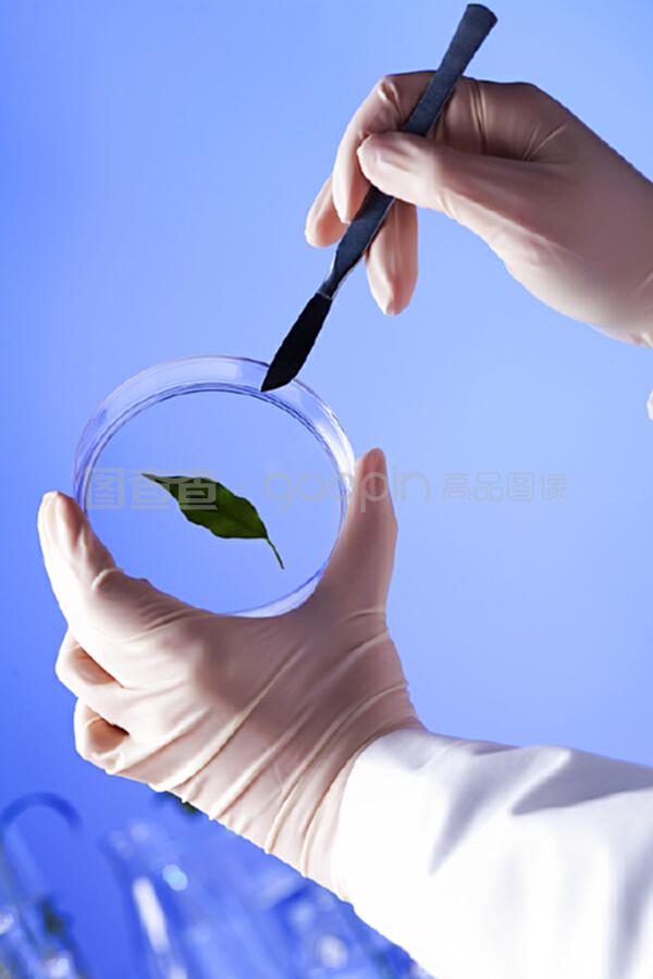 綠色植物在生物學(xué)實(shí)驗(yàn)室中的多重角色與價(jià)值